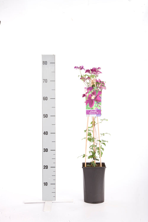 TW-2581025