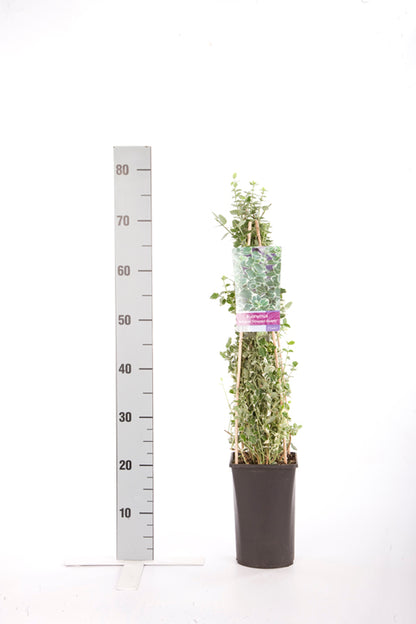 Euonymus fortunei &