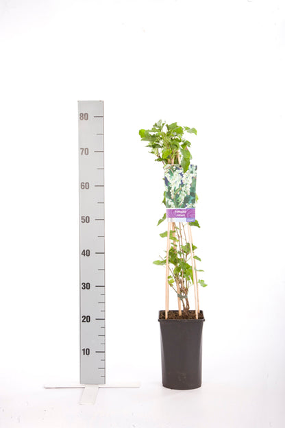 Fallopia aubertii 70 cm - C2,5 (2,5 liters kruka)
