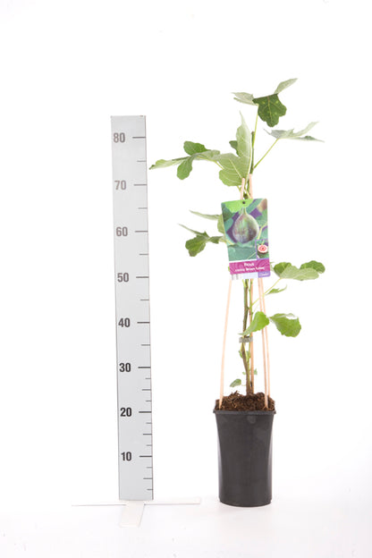 Ficus carica &