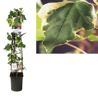 Hedera alg. &