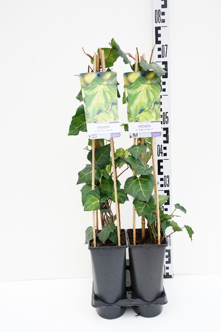 Hedera colchica &