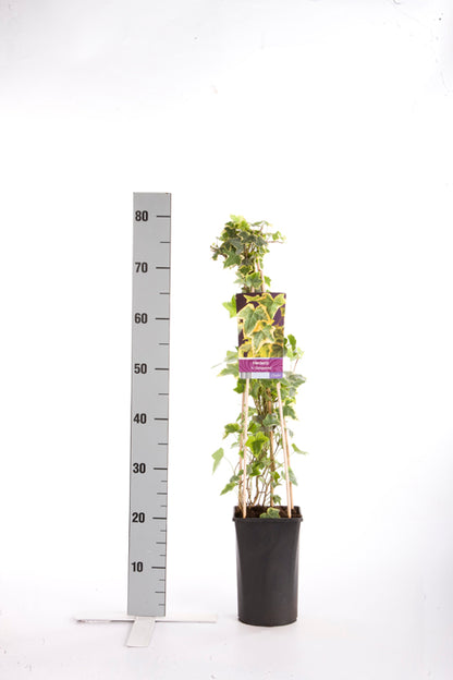 Hedera helix &