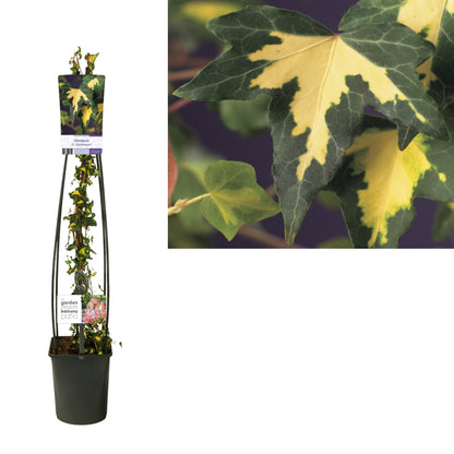 Hedera helix &