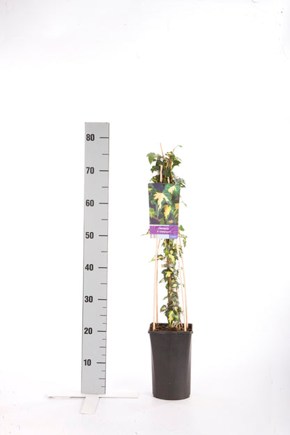 Hedera helix &