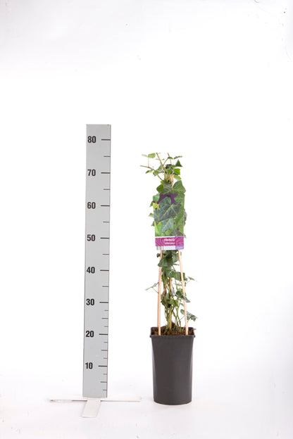Hedera hibernica 70 cm C2,5 (2,5 liters kruka)