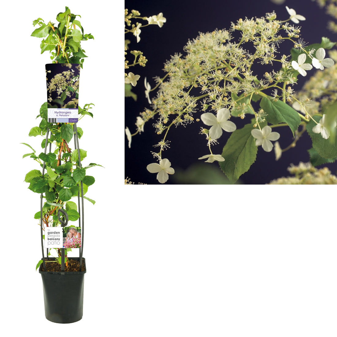 Hortensia anomala petiolaris - C5 120 CM 4 ST (SK)