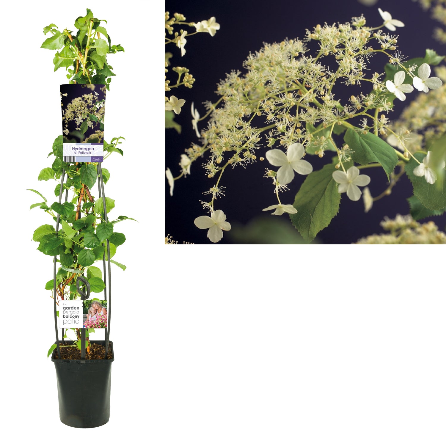 Hortensia anomala petiolaris - C5 120 CM 4 ST (SK)