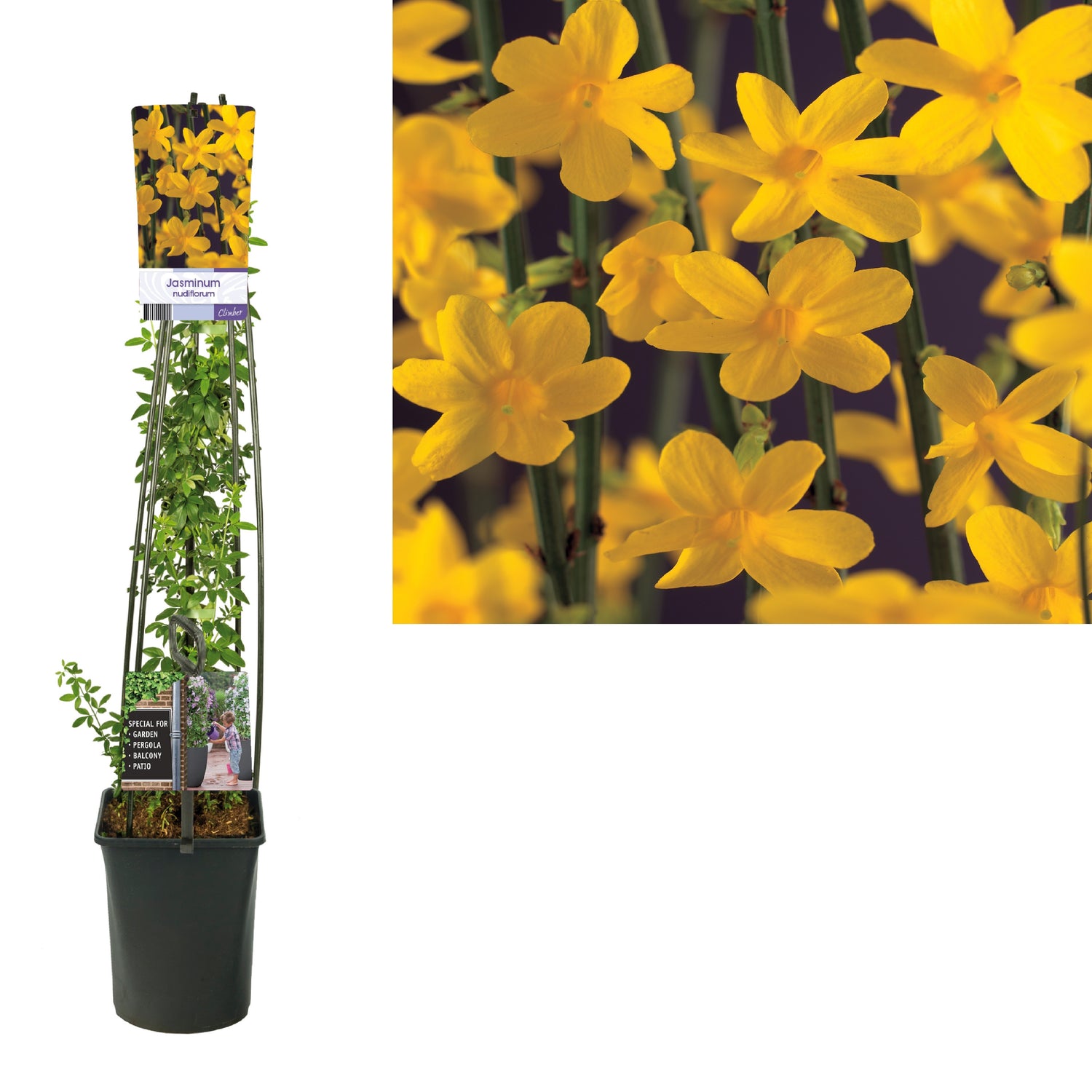 Jasminum nudiflorum C5 (5 liters kruka) 120 cm