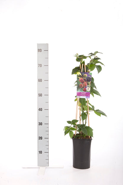 Jasminum nudiflorum C2,5 (2,5 liters kruka) 70 cm