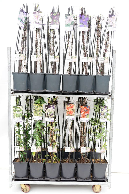 Klätterväxter i sorter C5 (5 liters kruka) 120 cm