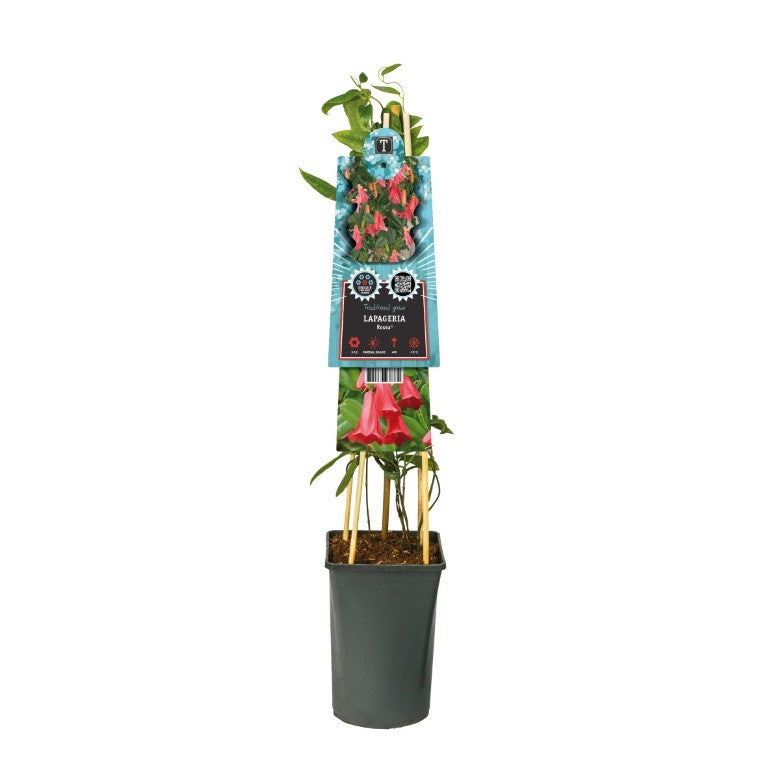 Lapageria rosea - C2,5 70 CM 4 ST(SP)