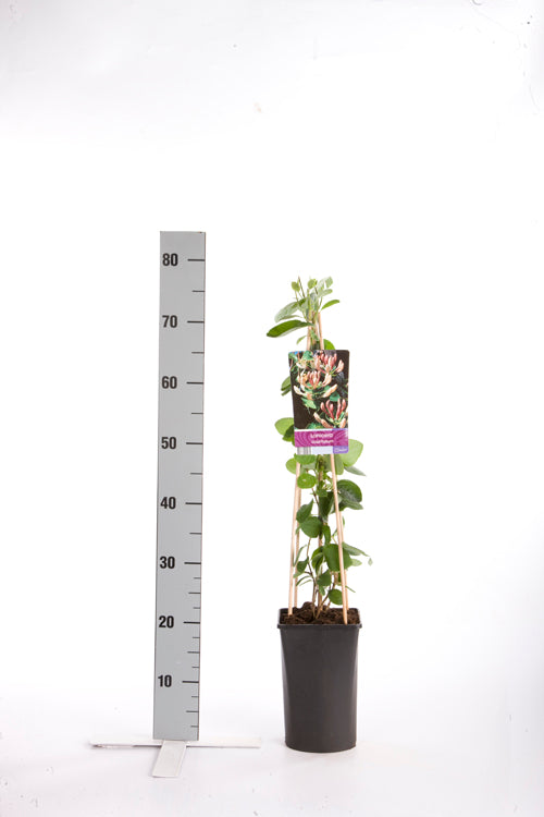 Kaprifol caprifolium - C2,5 70 CM 4 ST(SP)