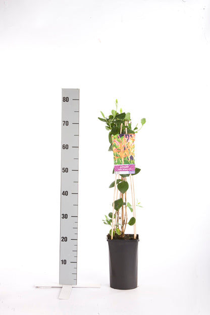 Lonicera heckr. &
