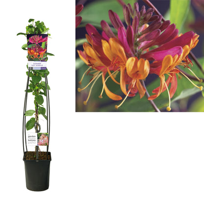 Lonicera heckr. &