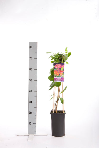 Lonicera heckr. &