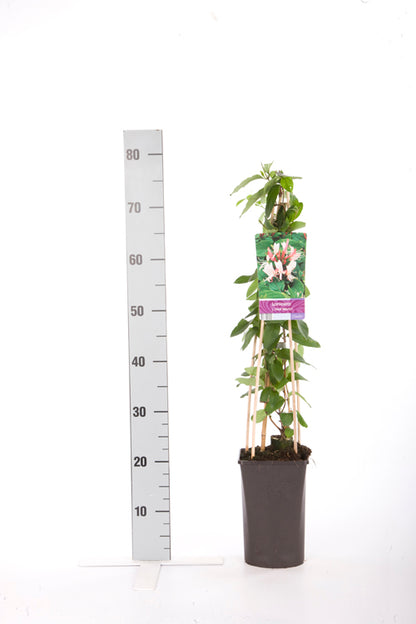 Lonicera jap. &