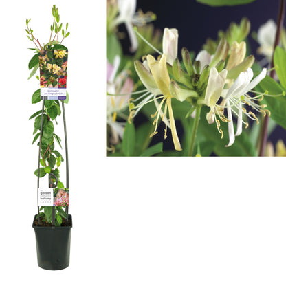 Lonicera per. &