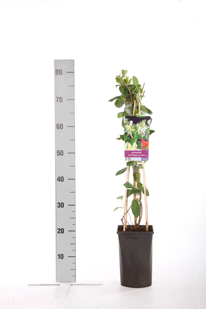 Lonicera per. &