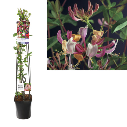 Lonicera per. &
