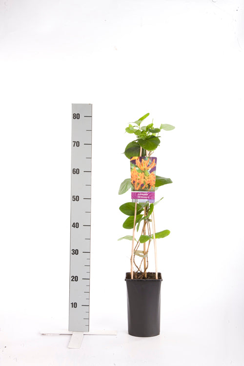Kaprifol tellmanniana - C2,5 70 CM 4 ST(SP)