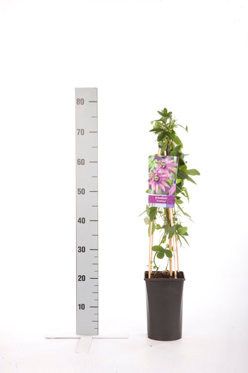 Passiflora &