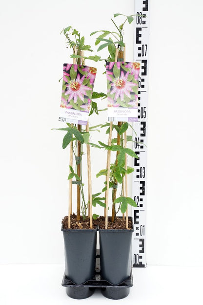 Passiflora &