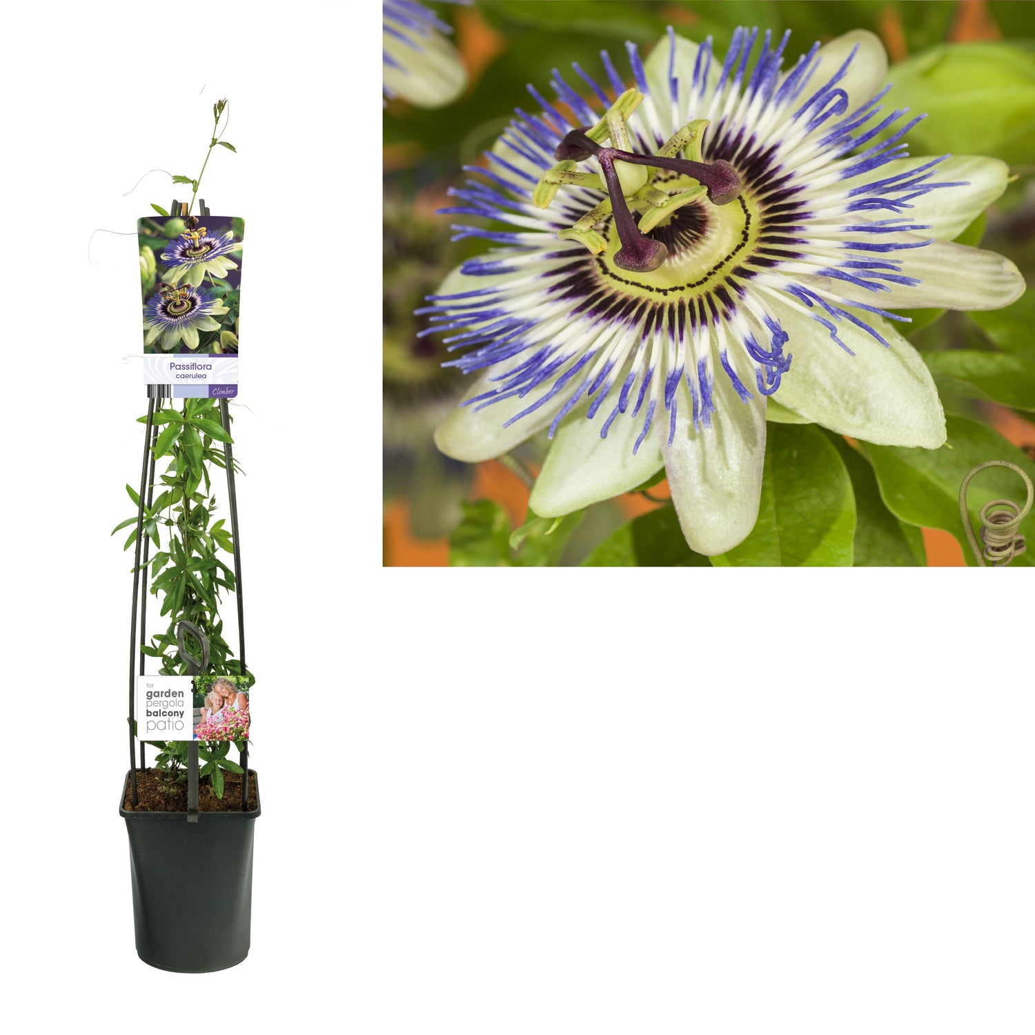 Passionsblomma caerulea - C5 120 CM 4 ST (SK)