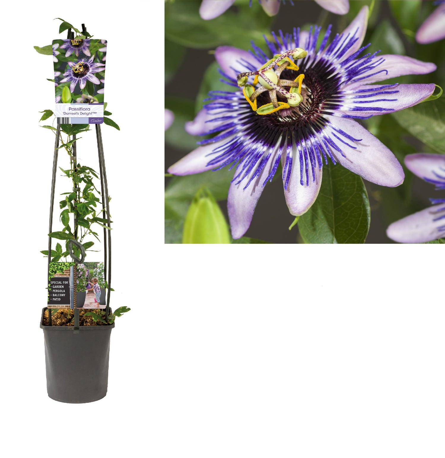 Passionsblomma c. &
