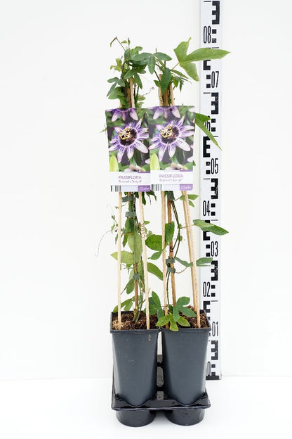 Passiflora c. &