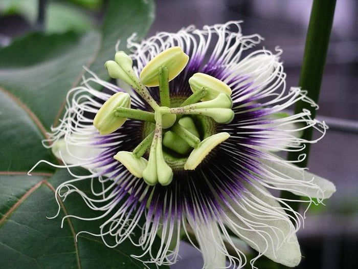 Passionsblomma edulis edulis - C2,5 70 CM 4 ST(SP)