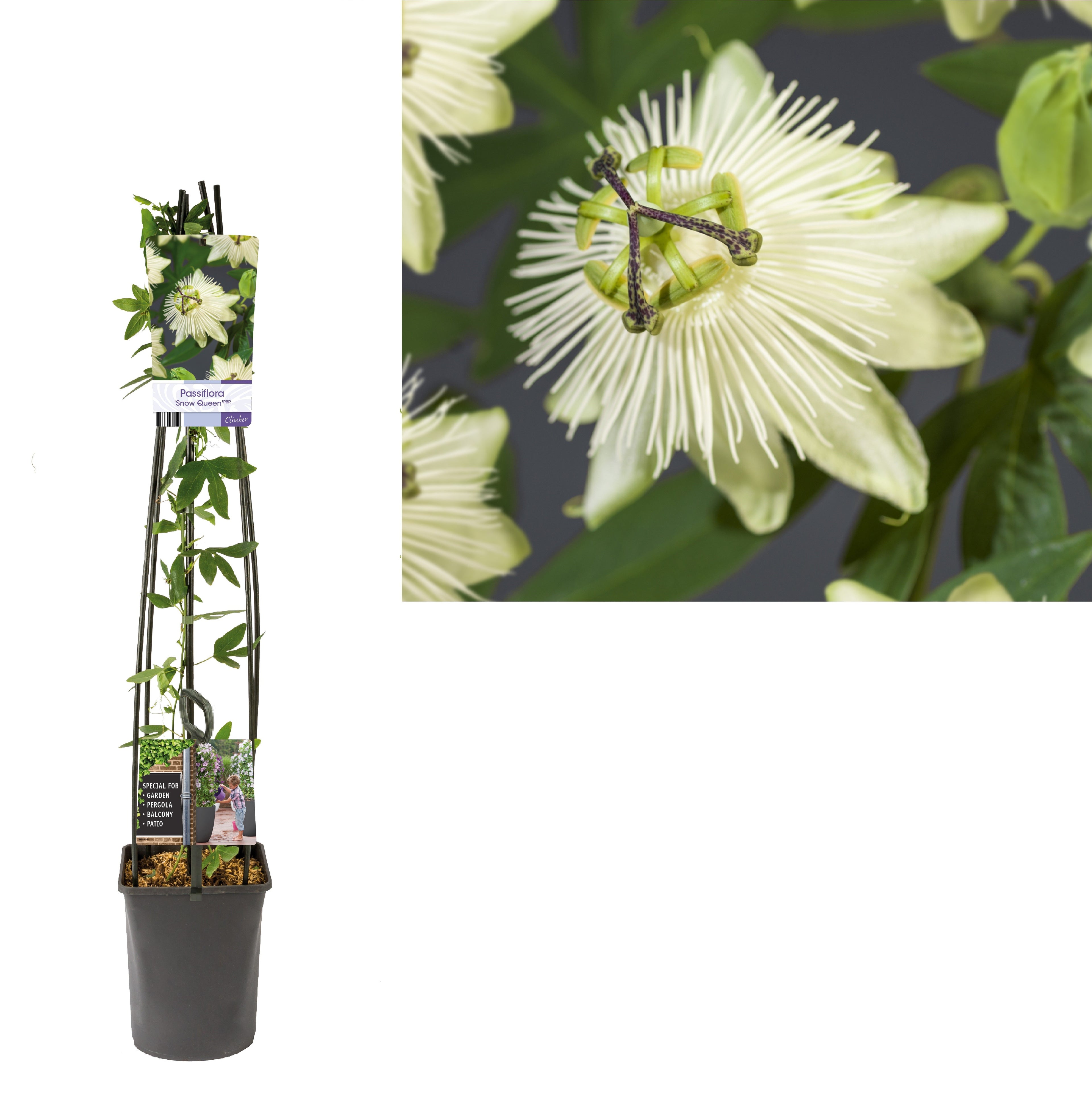 Passionsblomma &