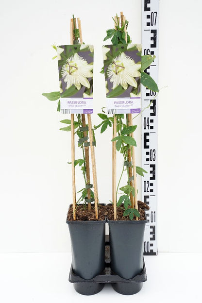 Passiflora &