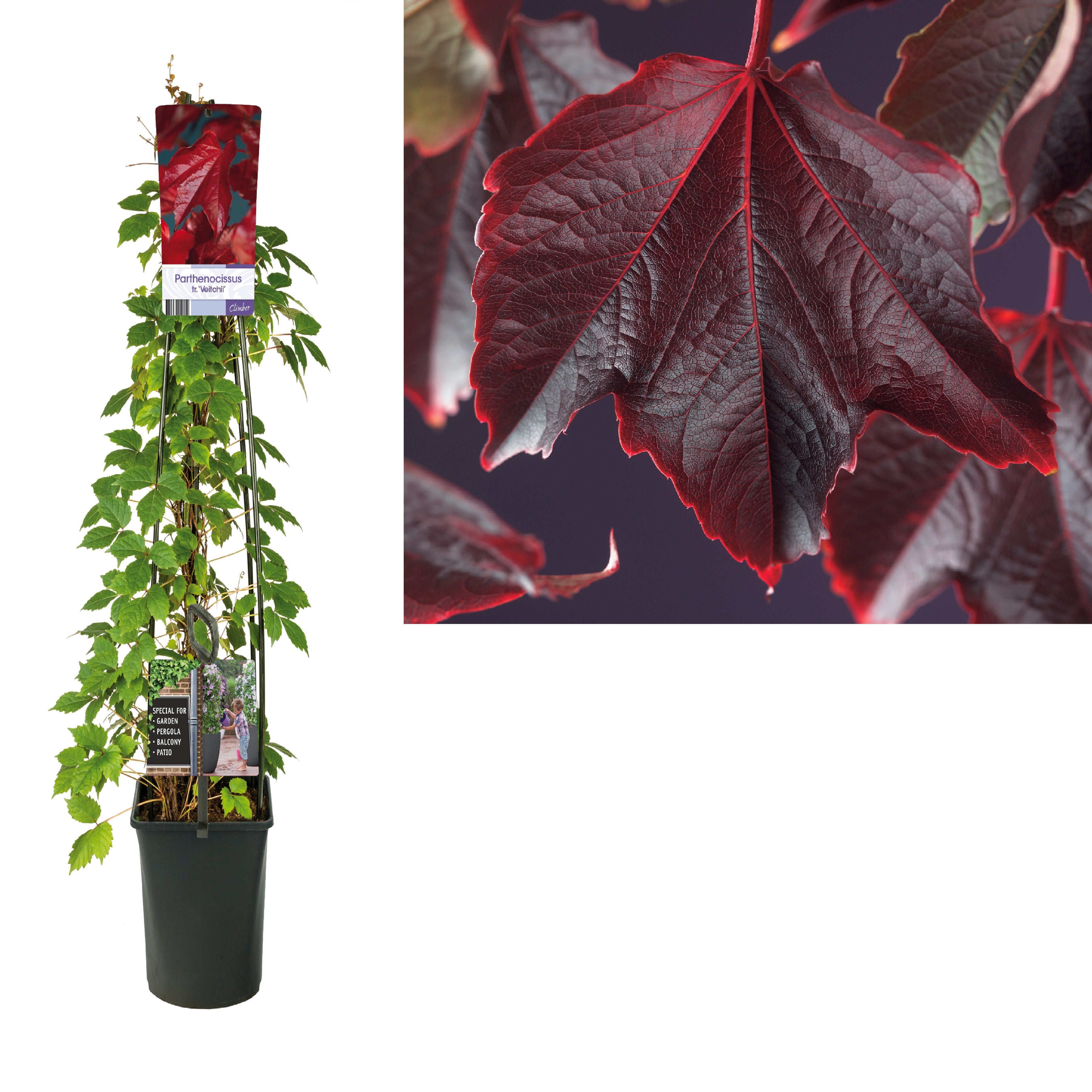 Parthenocissus tr. &