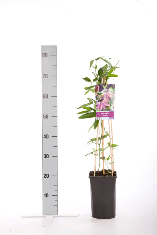 Passiflora &