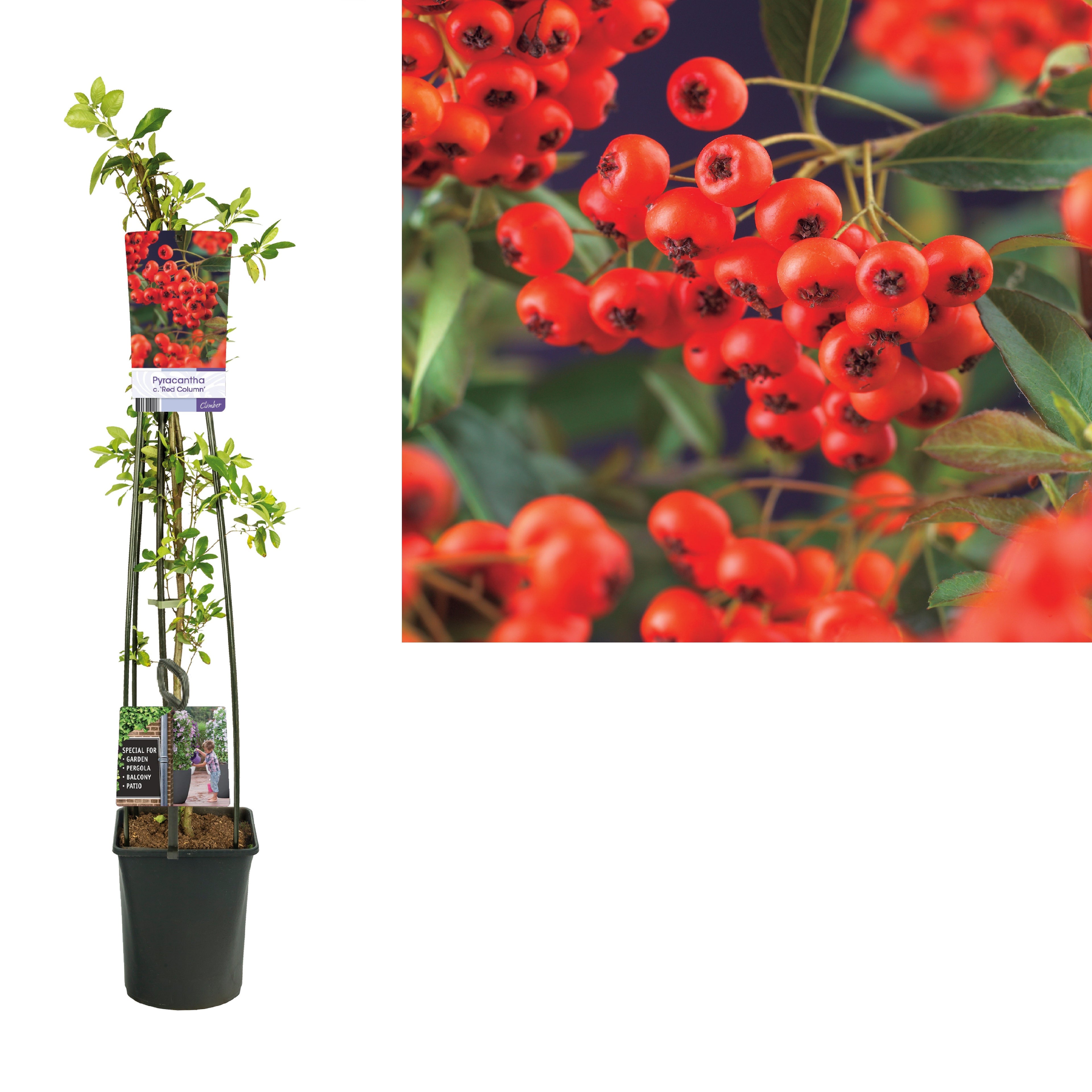 Pyracantha cocc. &