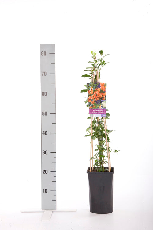 Pyracantha &