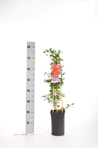 Pyracantha &