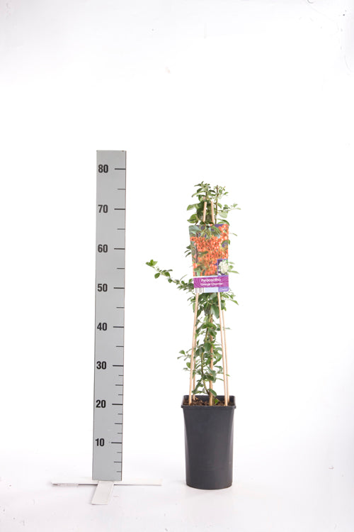 Pyracantha &