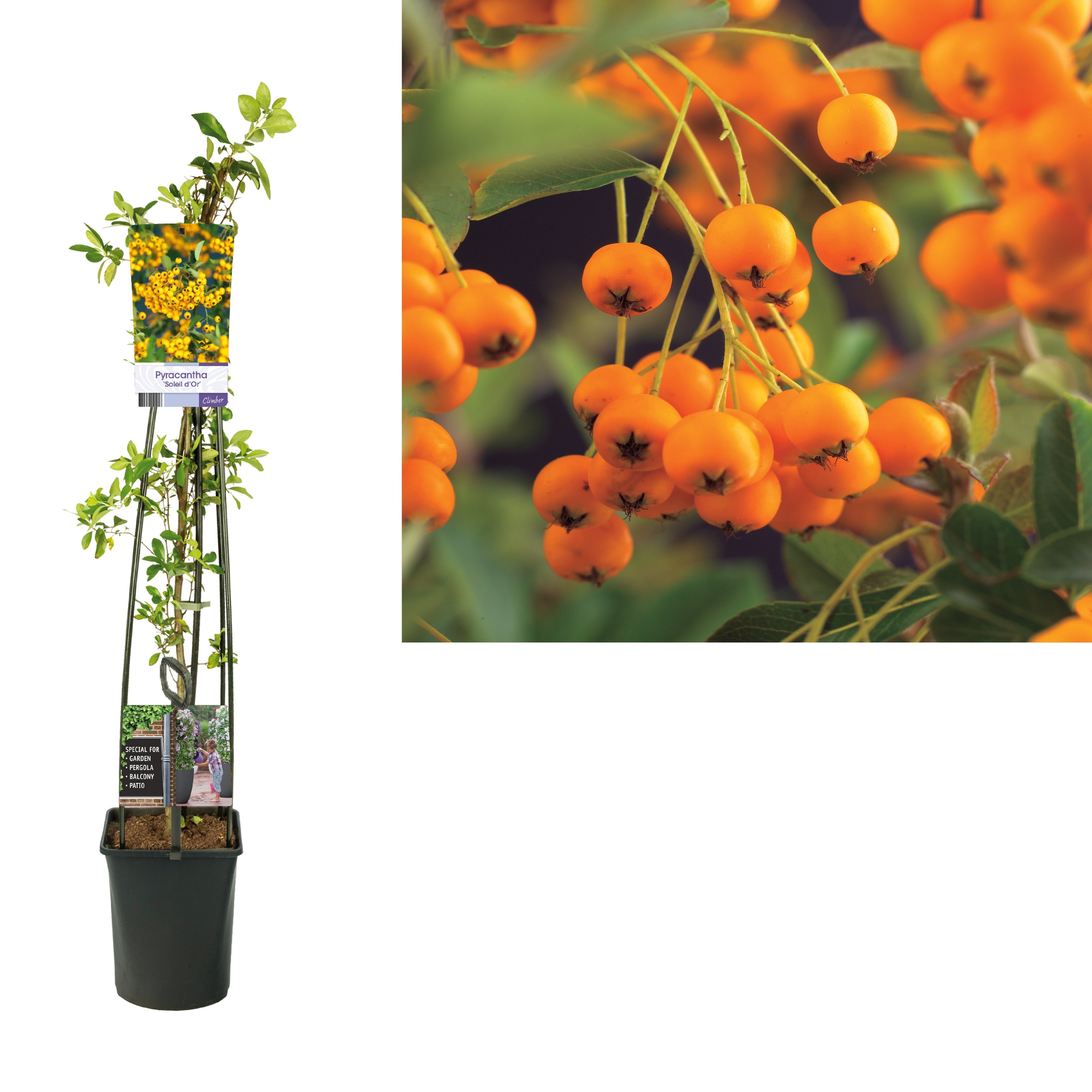 Pyracantha &
