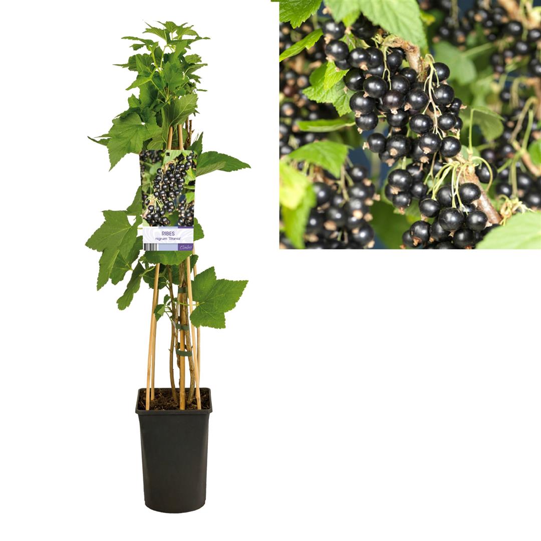 Ribes nigrum &