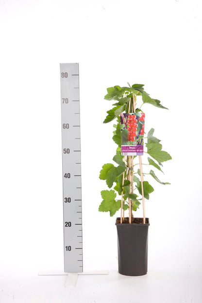 Ribes r. &
