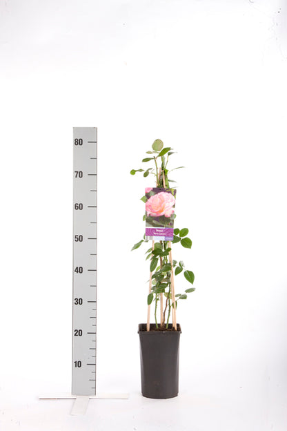 Rosa &