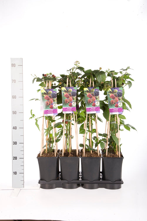 Rubus frut. &