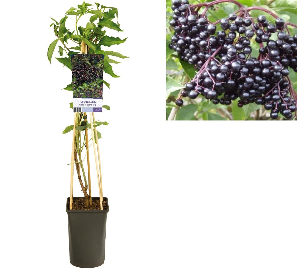 Fläder nigra &