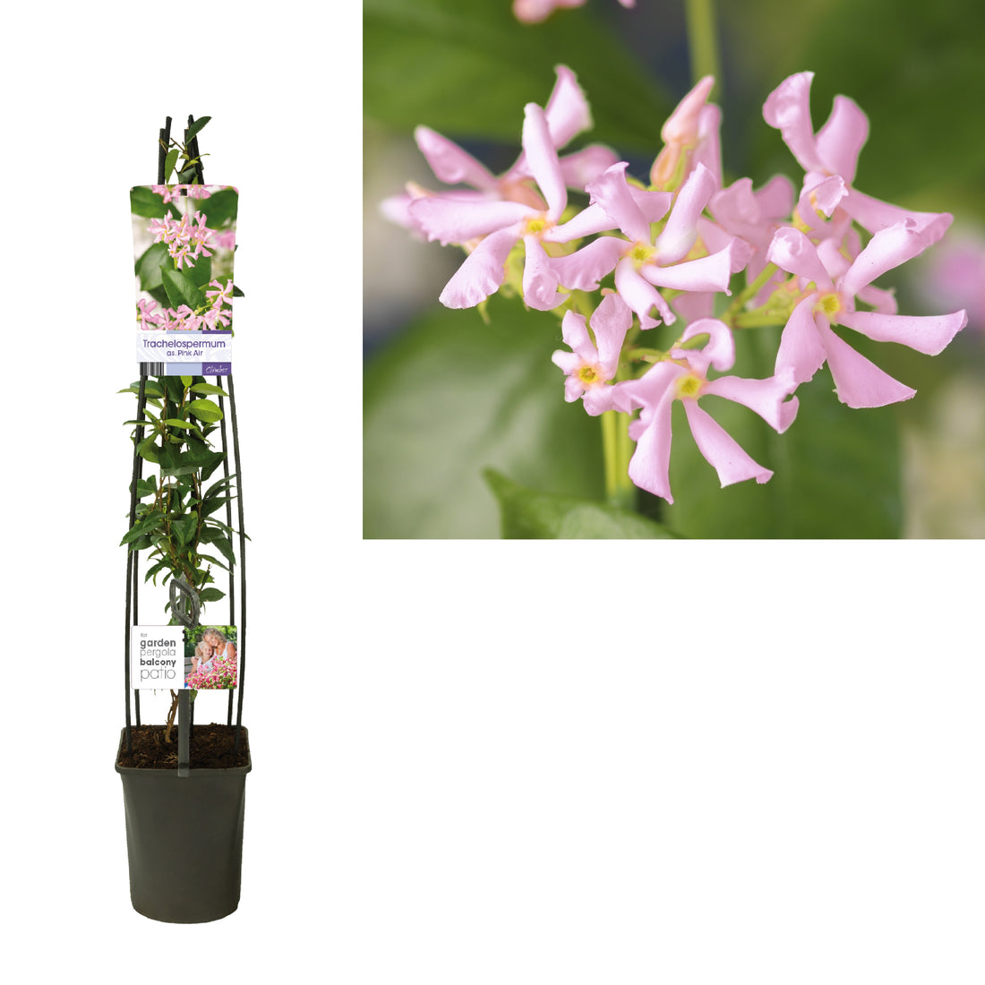 Stjärnjasmin as. &