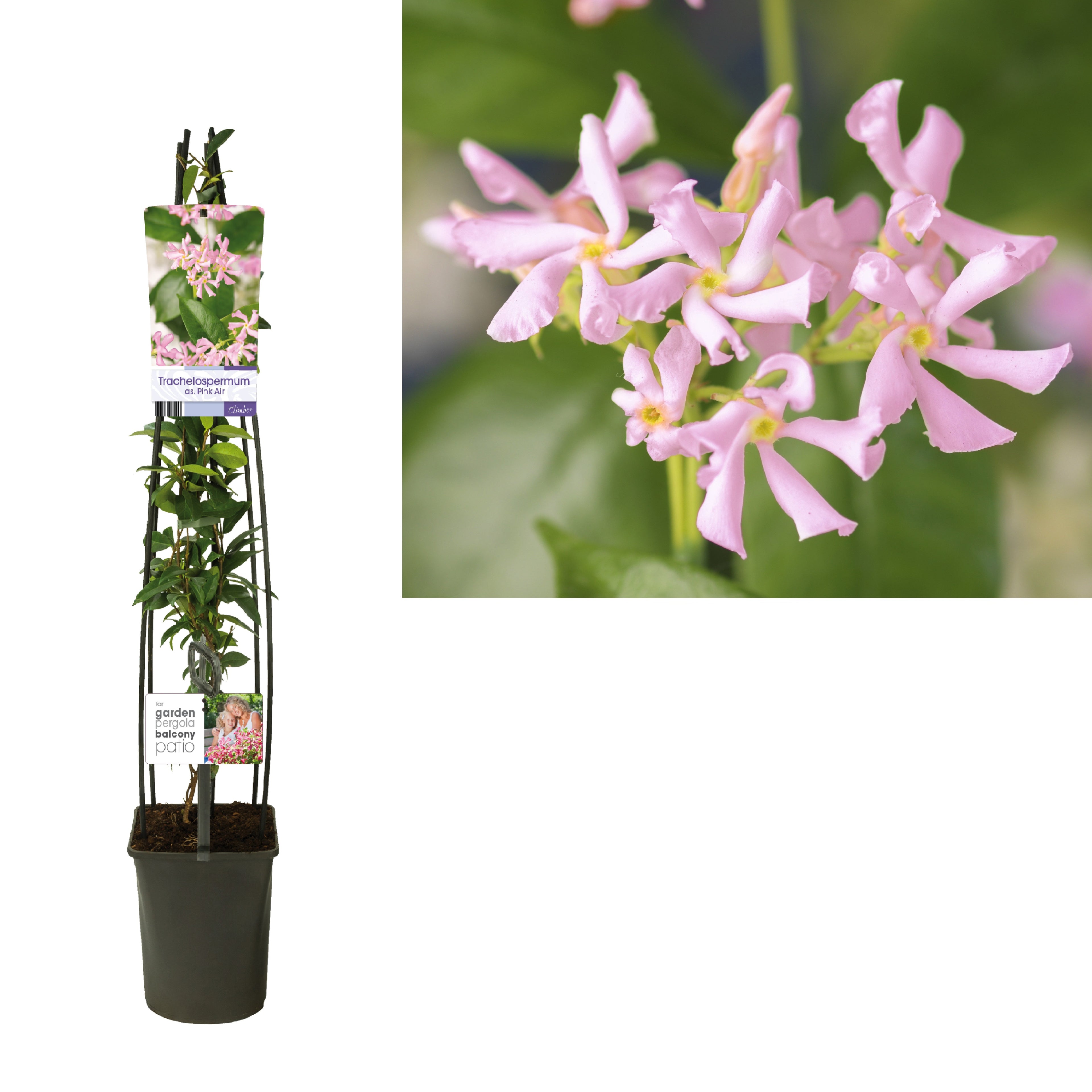 Stjärnjasmin as. &