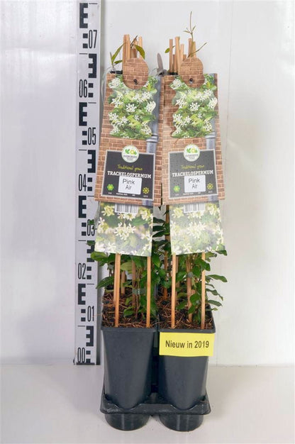 Trachelospermum as. &