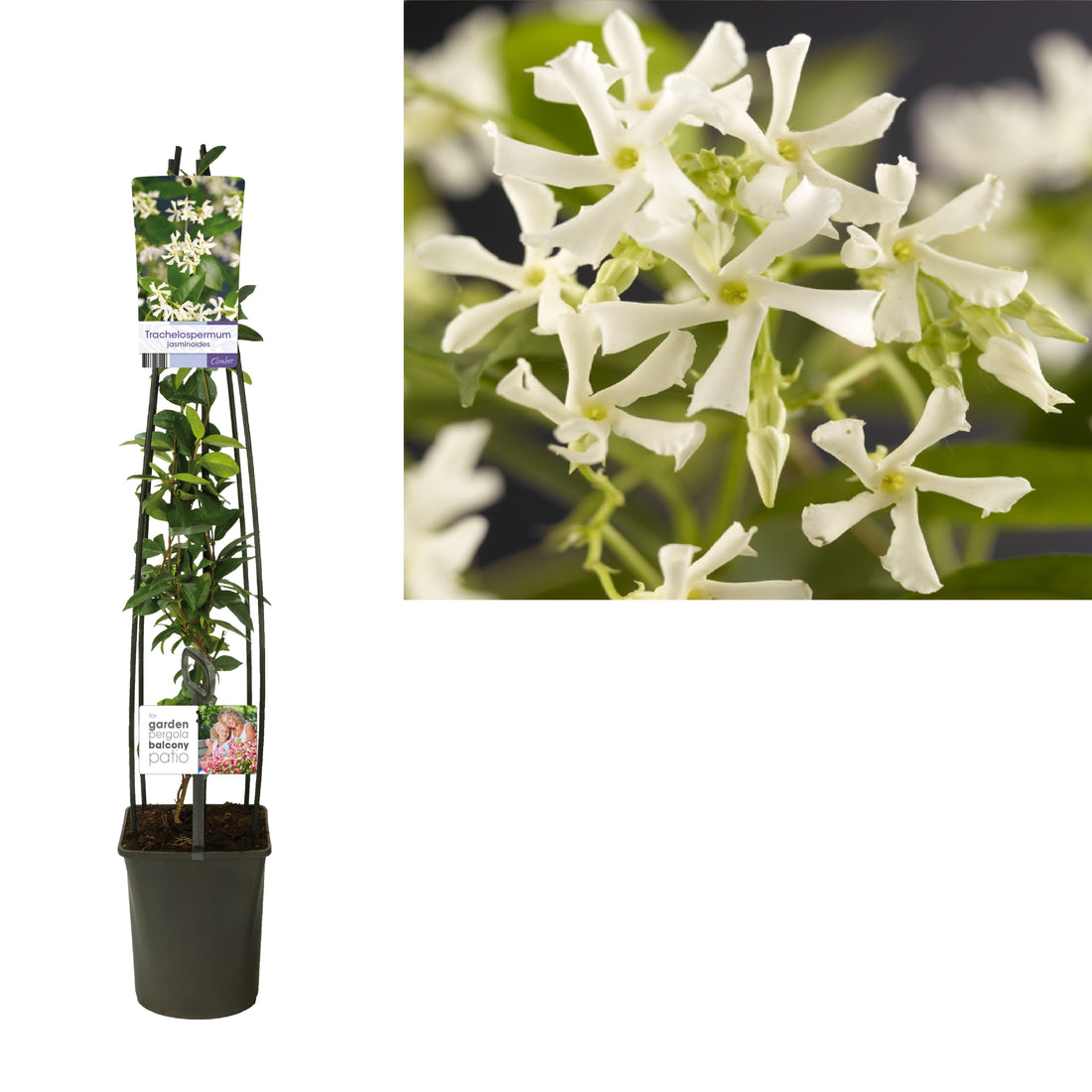 Stjärnjasmin jasminoides - C5 120 CM 4 ST (SK)