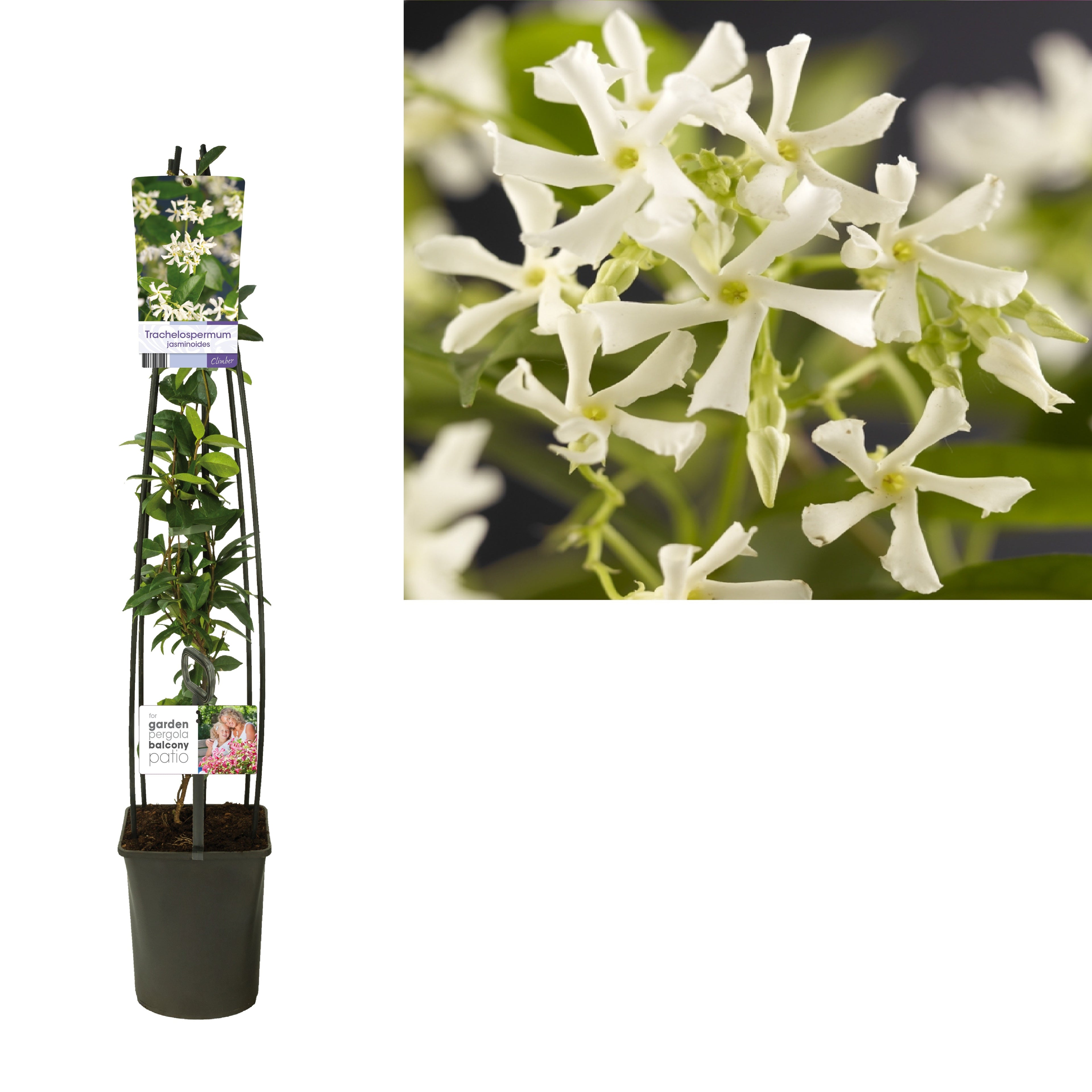 Stjärnjasmin jasminoides - C5 120 CM 4 ST (SK)